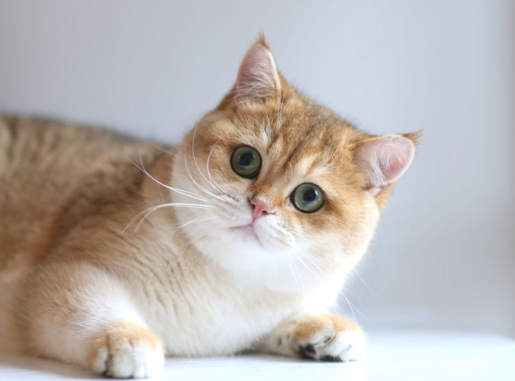 Bệnh dại ở mèo Dấu hiệu nhận biết sớm và Cách phòng tránh